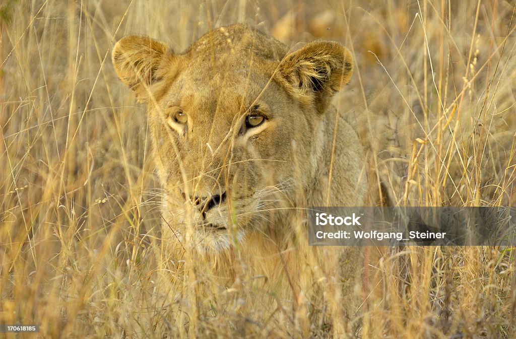 完璧な camouflaged 雌ライオン - 擬態のロイヤリティフリーストックフォト