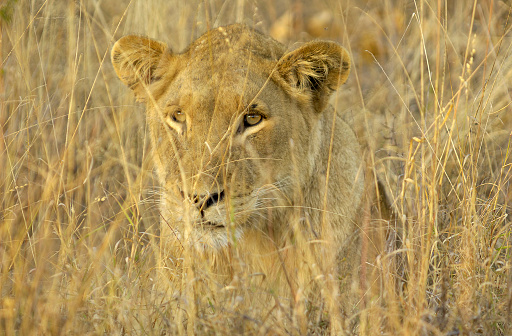 Seen at mala mala game reserve on the - Sabi Sands - Kruger national park - south africajune 2007