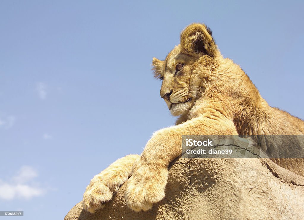 Re Leone - Foto stock royalty-free di Leoncino