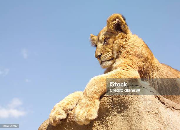 Re Leone - Fotografie stock e altre immagini di Leoncino - Leoncino, Leone - Grande felino, Zampa