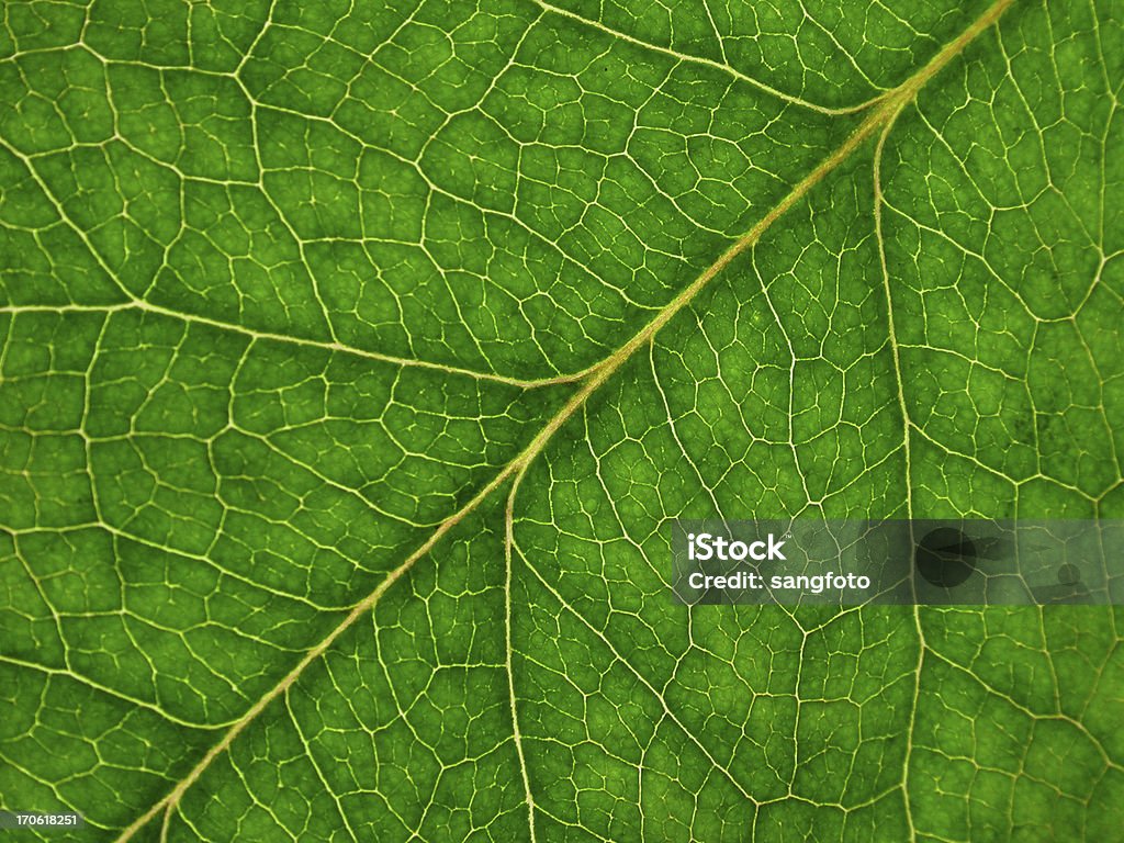 Background Leaf close-up photo of a green leaf Leaving Stock Photo