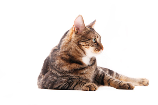 Relaxed cute fluffy kitty with beautiful asymmetric markings. Full body cat portrait. 3 years old female calico or torbie. Selective focus. Isolated.