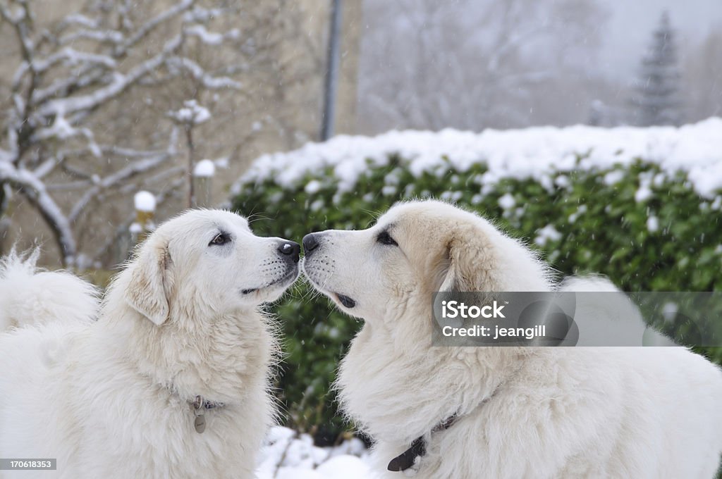 romance in the snow, two dogs ** the flecks are falling snow** Two Great Pyrenees greet each other with their noses while the snow falls around them. Female (left) is looking intently into the eyes of the male (right) Male has the blaireau (badger) colouring of the breed. Her tail is in the characteristic happy 'arroundera' or 'wheel' of the breed and she has a snowflake on her nose. A romantic moment. Pyrenean Mountain Dog Stock Photo
