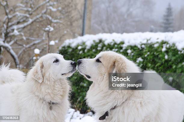Romance In The Snow Two Dogs Stock Photo - Download Image Now - Pyrenean Mountain Dog, Dog, Playful