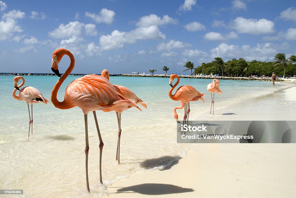 Flamingos on the Beach Flamingos standing close to the sea on a beach in Aruba. Aruba Stock Photo