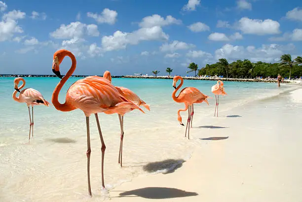 Flamingos standing close to the sea on a beach in Aruba.