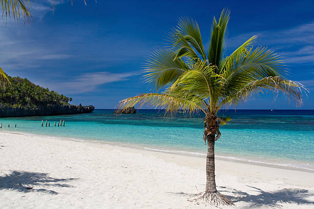 Single beach palm XL stock photo