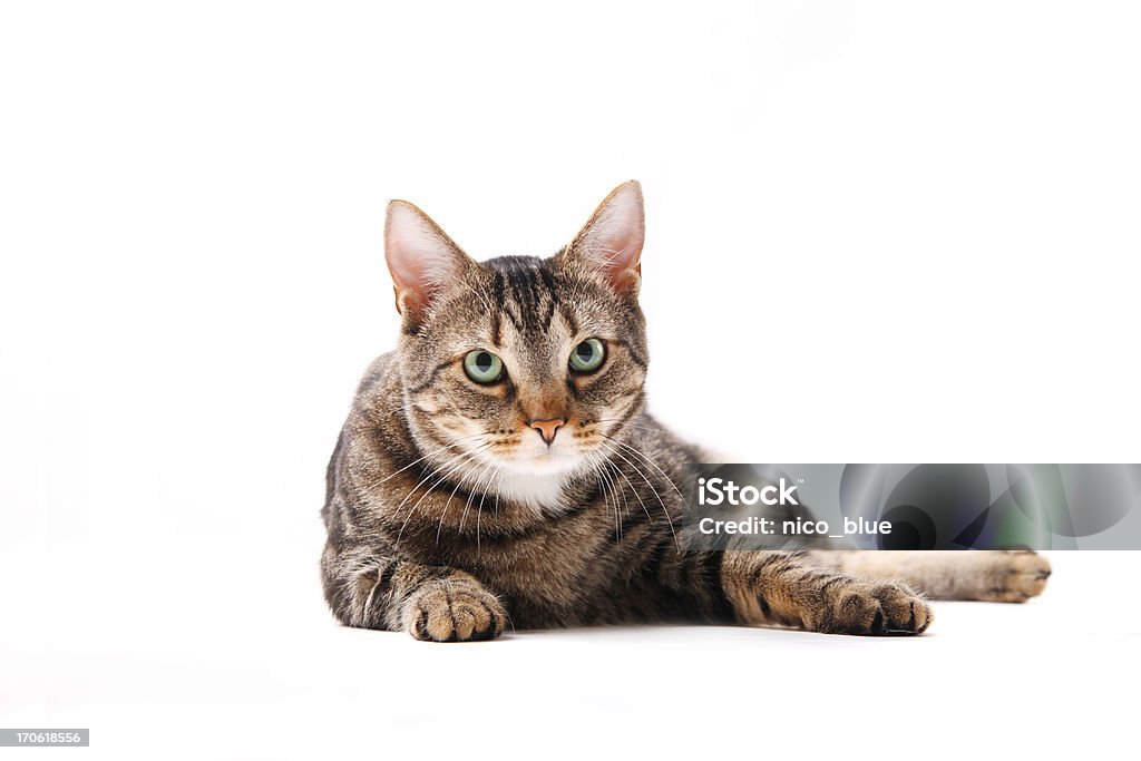 Сидит cat - Стоковые фото Домашняя кошка роялти-фри
