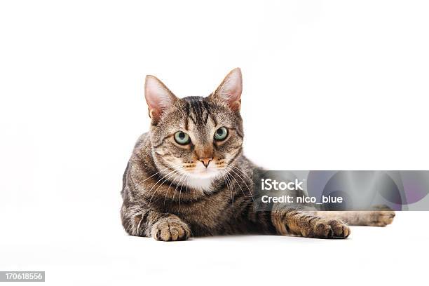Сидит Cat — стоковые фотографии и другие картинки Домашняя кошка - Домашняя кошка, Изолированный предмет, Лежать