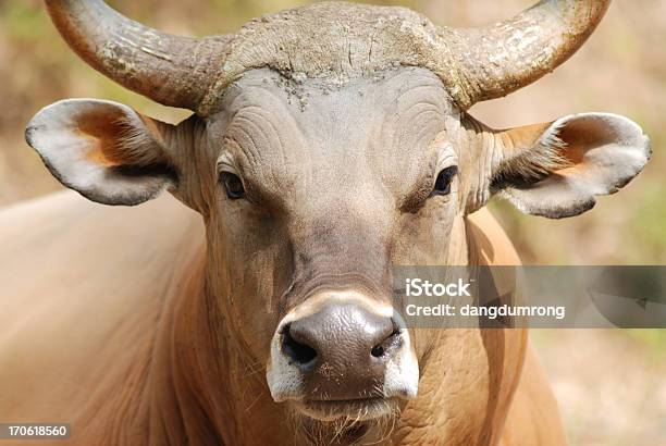Castelo Selvagem Retrato - Fotografias de stock e mais imagens de Animal - Animal, Búfalo-africano, Cabeça de animal