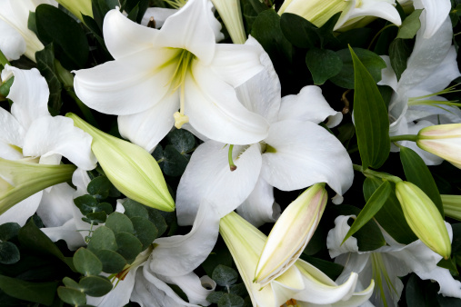 A beautiful wreath of white lilies with eucalyptus leaves.