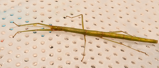 A close-up of an Indian stick insect resting on the back panel of its vivarium. Close-up and very detailed.