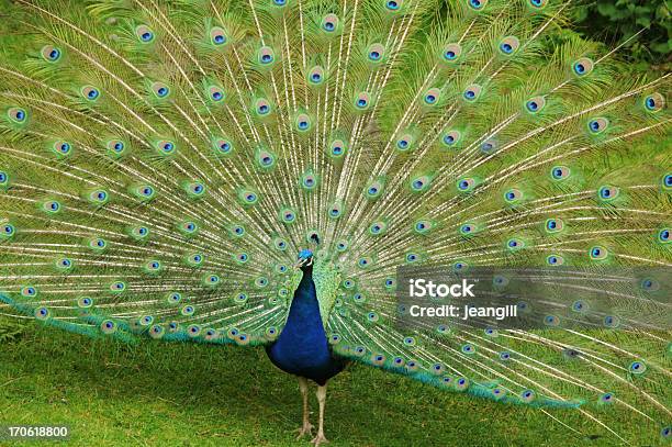 Peacock Displaying Tail Facing Left Stock Photo - Download Image Now - Peacock, Pattern, Tail