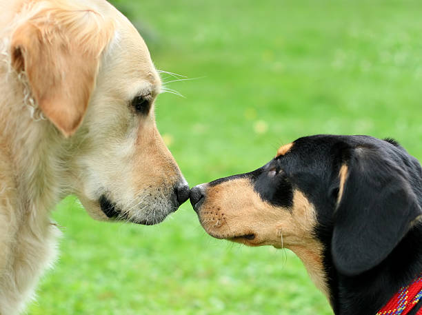 Two Dogs Golden Retriever and puppy sniffing each other, focus on the noses two animals stock pictures, royalty-free photos & images