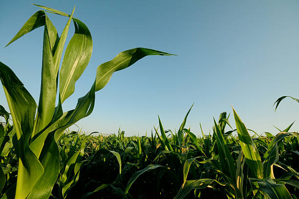Rising corn plantation against blue sky
