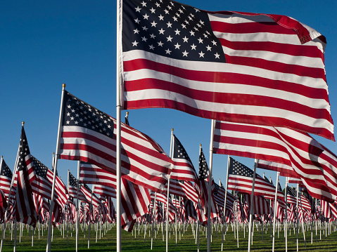 American flags in a field, blowing in the wind