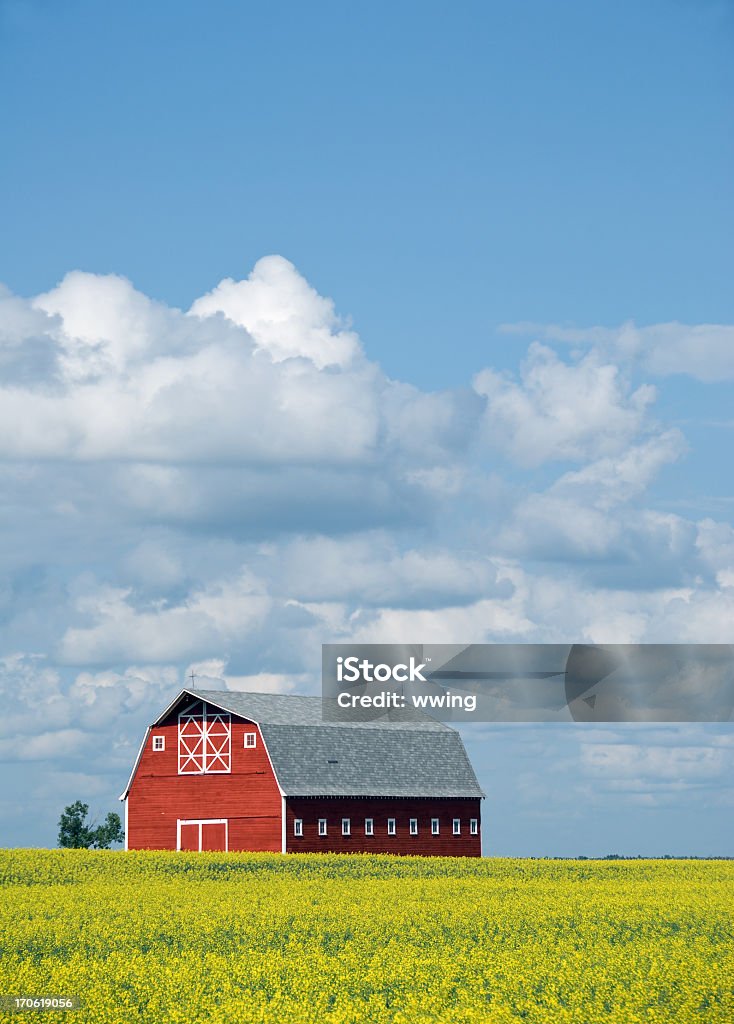 Vermelho Celeiro e Canola Field três - Royalty-free Agricultura Foto de stock