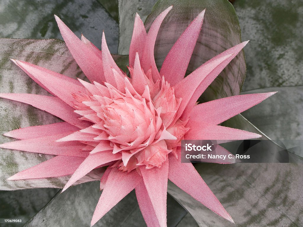 Rosa Bromeliácea, flor, multicolor folhas, Close-Up, vista de cima para baixo, natureza - Royalty-free Bromeliácea Foto de stock