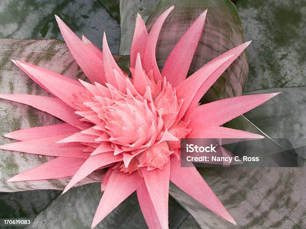 Rosa Bromeliácea Flor Multicolor Folhas Closeup Vista De Cima Para Baixo Natureza - Fotografias de stock e mais imagens de Bromeliácea