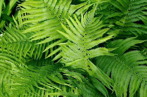 Fern plants creating a fern background pattern.