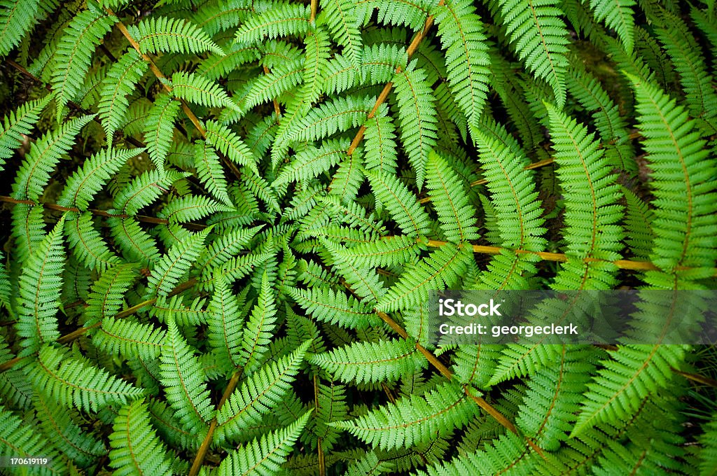 Fern Circle Centre of a fern, taken in New Zealand. Nature Stock Photo