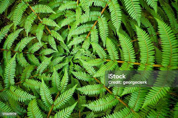 Fern Circle Stock Photo - Download Image Now - Nature, Fern, Backgrounds