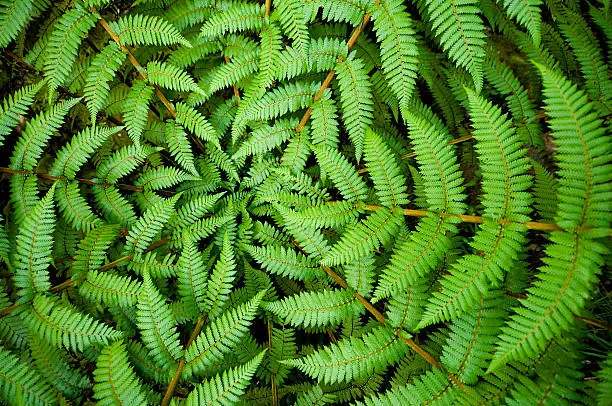 Centre of a fern, taken in New Zealand.