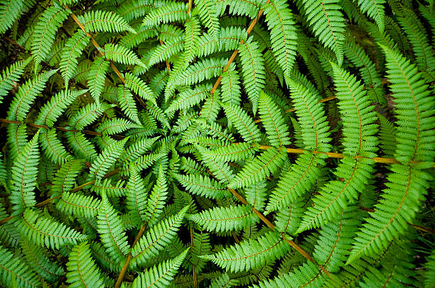 папоротник circle - beauty in nature fern frond nature abstract стоковые фото и изображения