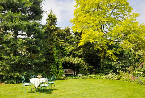 Landscaped garden with beautiful yellow pseudoacacia and garden furniture in springtime.