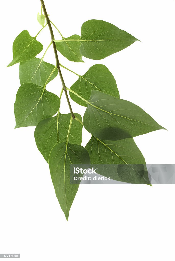 lilac leaves on branch lilac leaves on branch isolated on white background Branch - Plant Part Stock Photo