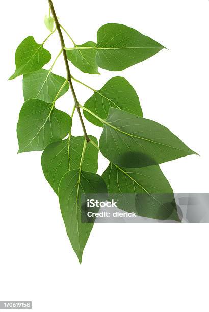 Lilac Leaves On Branch Stock Photo - Download Image Now - Branch - Plant Part, Cut Out, Green Color