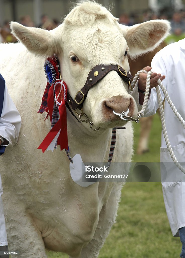 Best in Show - Foto de stock de Feria agrícola libre de derechos