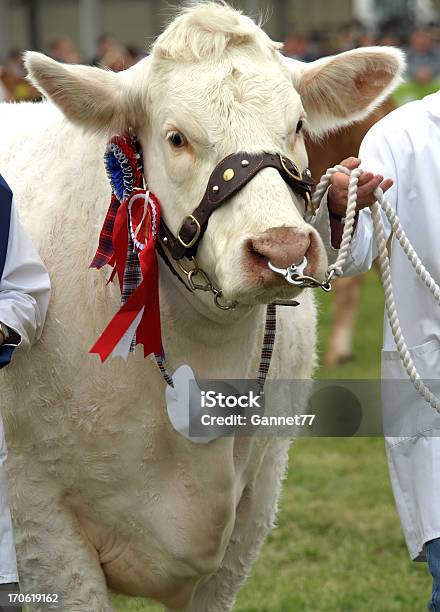 Best In Show Foto de stock y más banco de imágenes de Feria agrícola - Feria agrícola, Exposición, Ganado - Animal doméstico