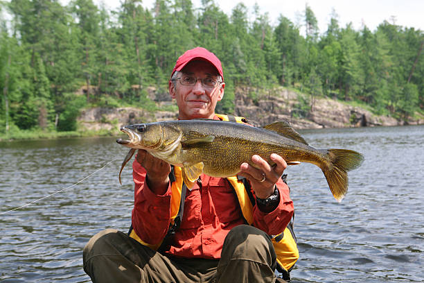 perca walleye - boundary waters canoe area immagine foto e immagini stock