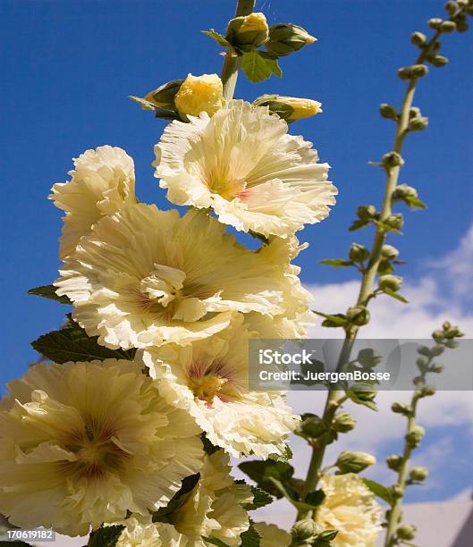 Gelbe Stockmalve Nahaufnahme Stockfoto und mehr Bilder von Blume - Blume, Blume aus gemäßigter Klimazone, Blüte