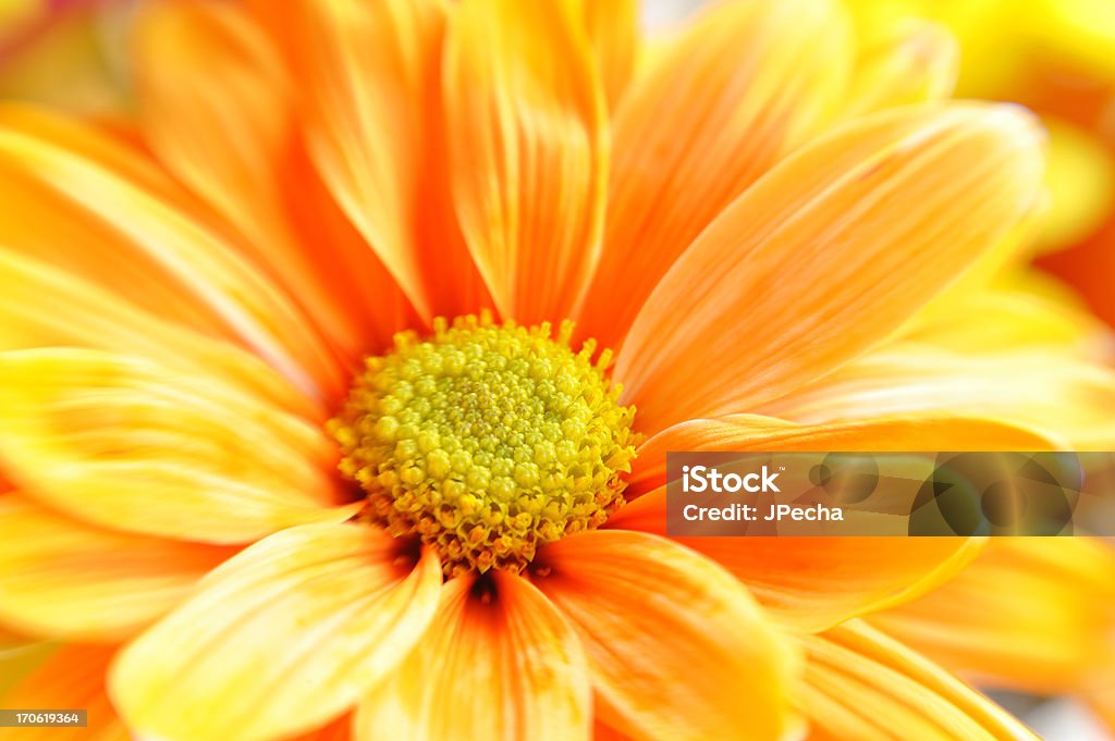 Full Frame Orange Daisy Macro Selective Focus Full Frame Daisy Macro Selective Focus Full Frame, background abstract, great for greeting cards, Backgrounds.Just beautiful flowers to make your day! Beauty In Nature Stock Photo