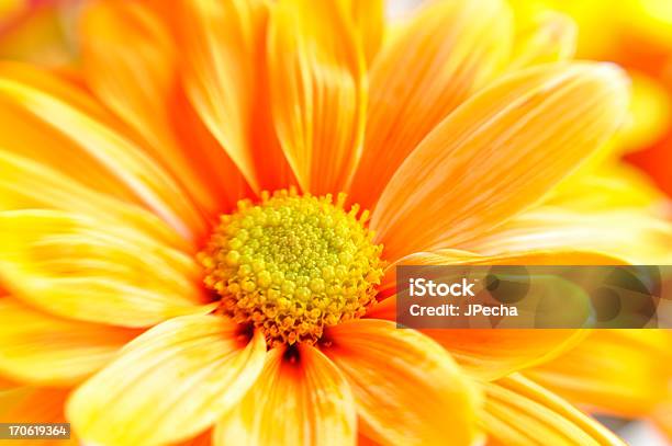 Full Frame Orange Daisy Macro Selective Focus Stock Photo - Download Image Now - Beauty In Nature, Bright, Daisy