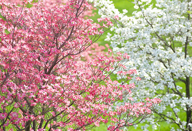 Easter Dogwood Blossoms Beautiful springtime image of pink and white dogwood trees against vibrant green grass background. dogwood trees stock pictures, royalty-free photos & images