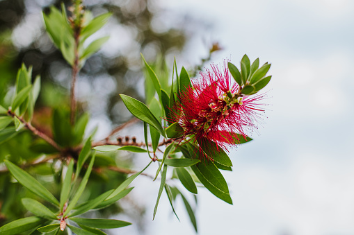 Amazing red flower of the blooming Callistemon tree in a spring garden. Close-up.