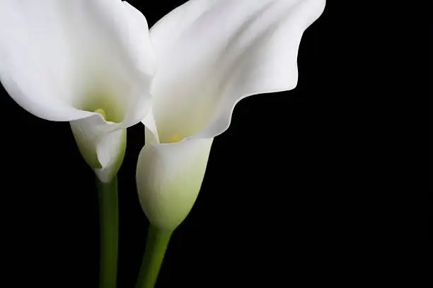 Photo of Two White Calla lilies