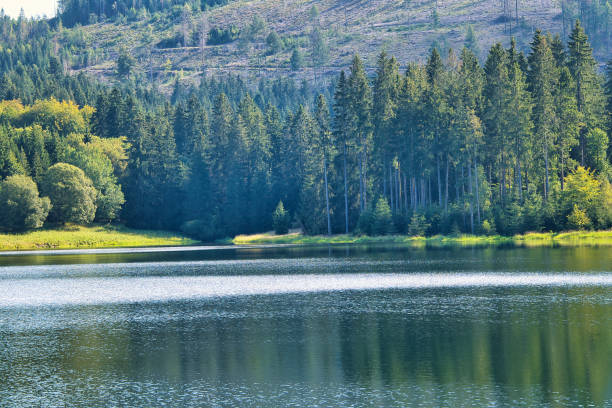 istock beautiful moments in the Thuringian Forest 1706195344