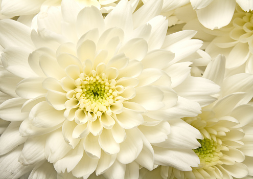 Background from white chrysanthemums