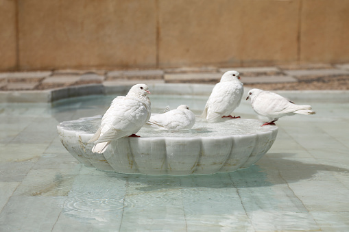 Doves in an old fountain in Cordoba, Spain.