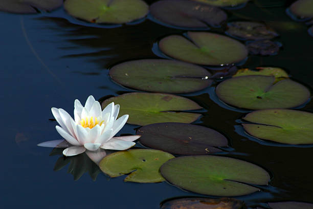 lotus - lotus single flower water lily water photos et images de collection