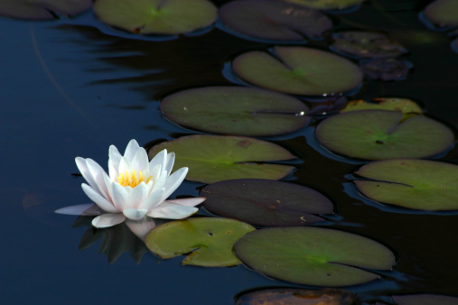 white lotus on dark pond