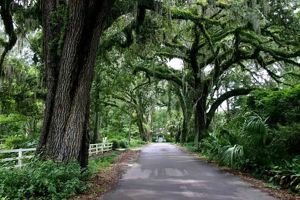 Shaded lane in an old Florida town by the name of Micanonpy. Live oak trees with ferns, vines and Spanish moss. Country road.