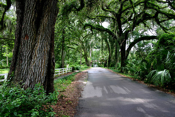 alte straße in florida - moss spanish moss stock-fotos und bilder