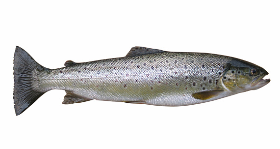 a wild trout, fresh out of the cold water, a fly fishers dream come true. only minutes after we caught this beauty ... and an hour before we ate it ;)