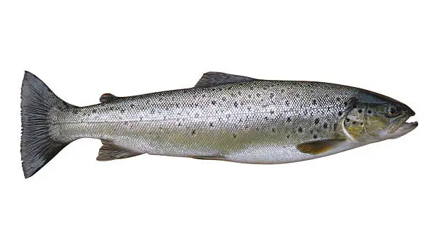 Photo of trout, whole fish, isolated on white