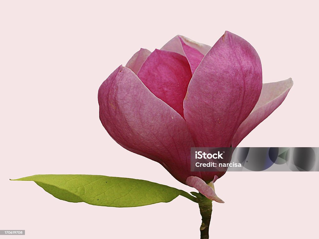 Beautiful pink magnolia bloom - isolated Beautiful pink magnolia bloom - isolated on light pink Macrophotography Stock Photo